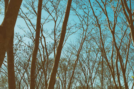 tree branch abstract with blue sky background - vintage style