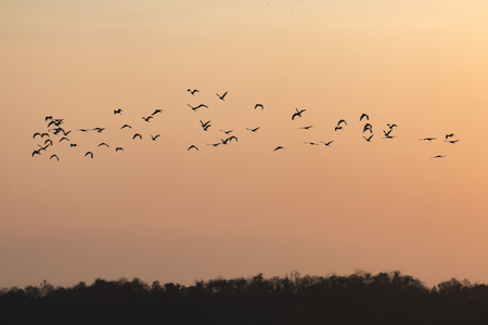 silhouettes of birds flying with sunset sky go homeの写真素材