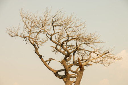 tree branch dry abstract with free text space