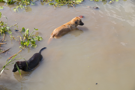 dog in the water - relax timeの写真素材