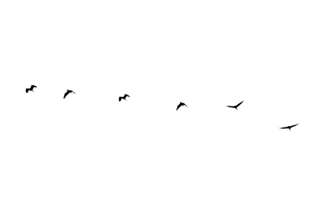 silhouette group of birds isolated on white backgroundの写真素材
