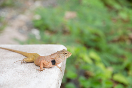 close-up of a iguana in the parkの写真素材