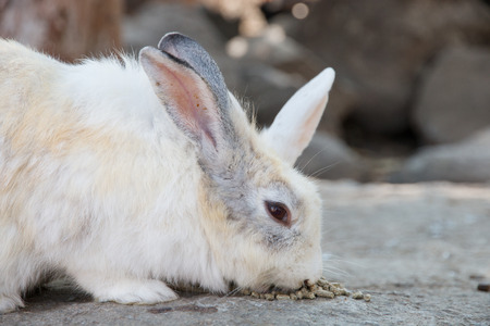 rabbit eating foodの写真素材