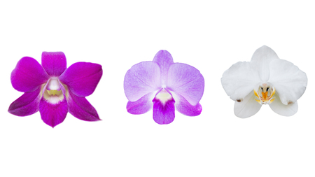 orchid flower isolated on white backgroundの写真素材