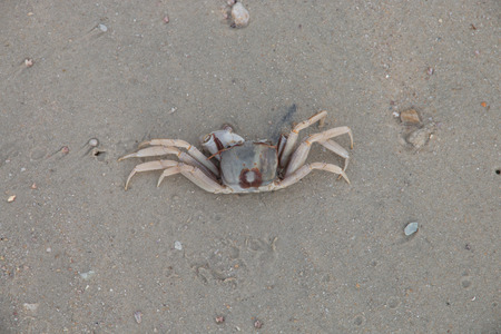 crab on the beach