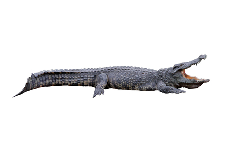 crocodile isolated on white backgroundの写真素材