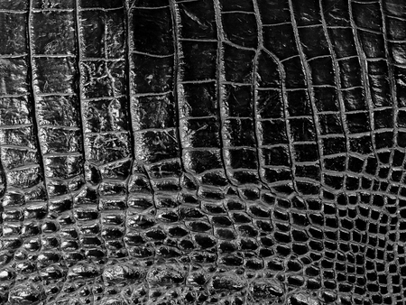 Background texture black crocodile skin.