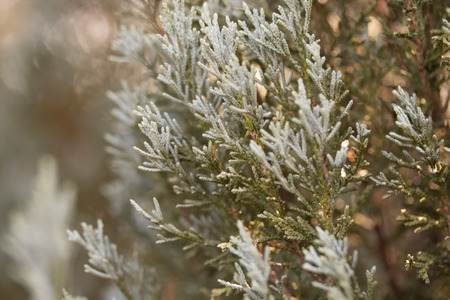 close - up of pine leaves