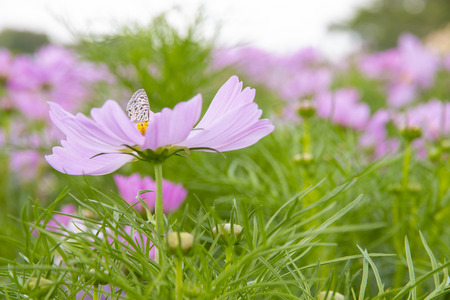 Cosmos flower in the gardenの写真素材
