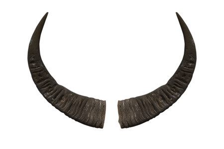 Buffalo horn isolated on white background - clipping pathsの写真素材
