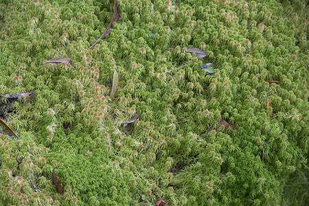 Sphagnum moss which grow in shade of rain forest.の写真素材
