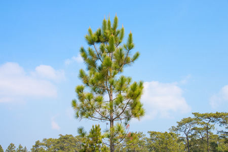 pine tree in tropical forest with blue skyの写真素材