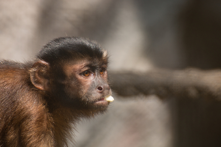 close-up of a capuchin monkey