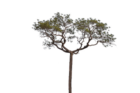 pine tree isolated on white background
