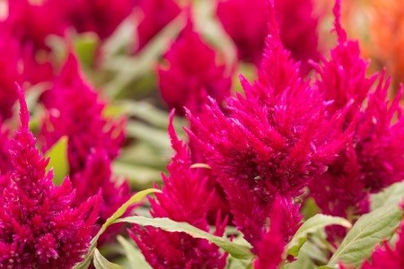 Beautiful flower in the park. Cockscomb, Chinese Wool Flower.の写真素材