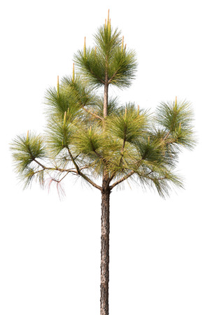 pine tree isolated on white backgroundの写真素材