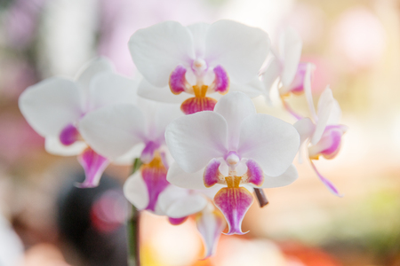 Orchids flowers for decoration in the garden.の写真素材