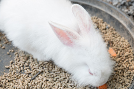 rabbit eating food in the plate.の写真素材