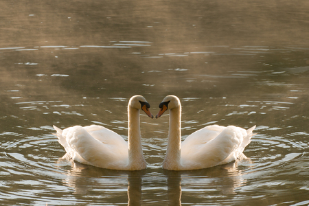 Two swans floating on the lake at sunrise.の写真素材