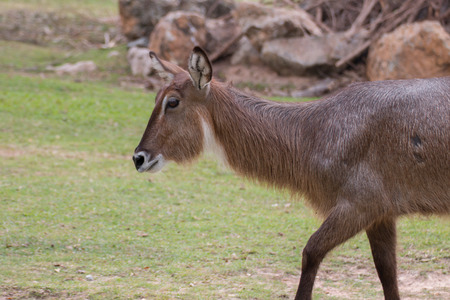 close-up of antelope in natureの写真素材