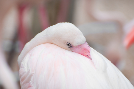 Close-up of a flamingoの写真素材