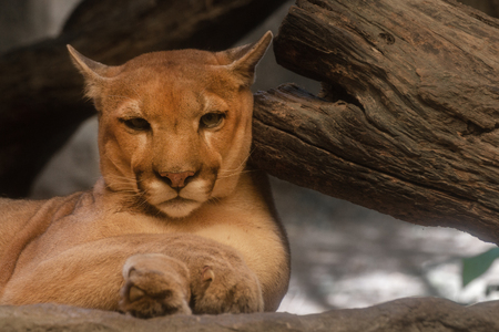close up of a puma, mountain lion.の写真素材