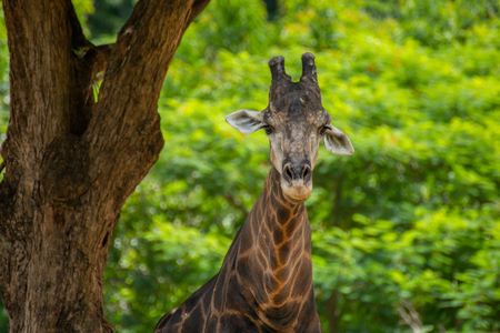 Close up of a giraffesの写真素材