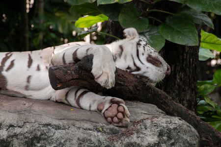white tiger sleeping on the rock.の写真素材