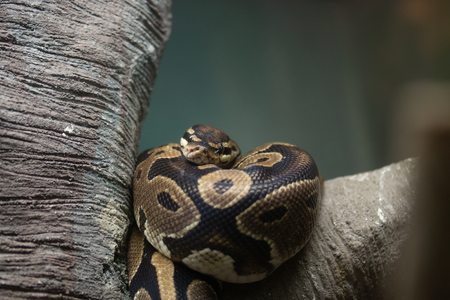 close - up of a python snake.の写真素材