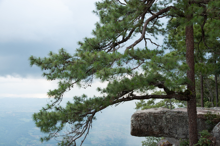 beautiful scene of lomsak cliff is a landmark at phukradung national park of Thailand.の写真素材