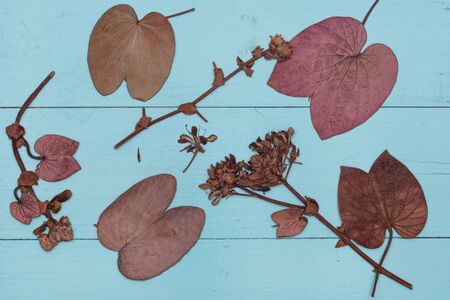 Leaves on blue wooden background.の写真素材