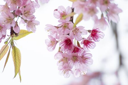 Cherry blossom flowers , sakura flowers on nature background.の写真素材