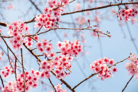 Cherry blossom flowers , sakura flowers on sky background.の写真素材