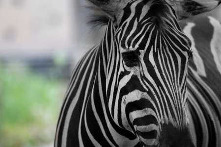 portrait of zebra in a grassland.の写真素材