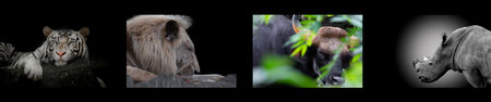 Collection of wild animal, white rhino, lion, bull and tiger.の写真素材