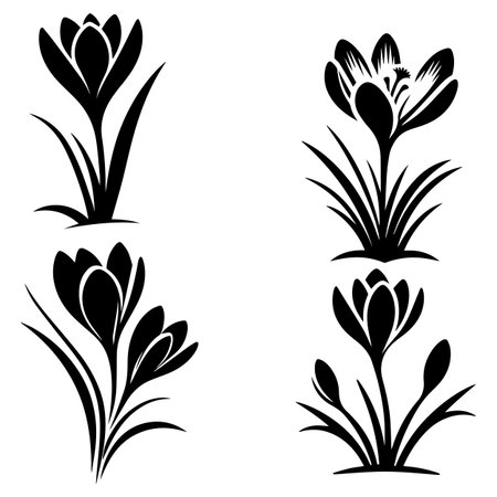 Set of crocuses silhouettes on white background, vector illustrationのイラスト素材