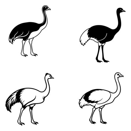 set of emu isolated on white background. vector illustration eps 10のイラスト素材