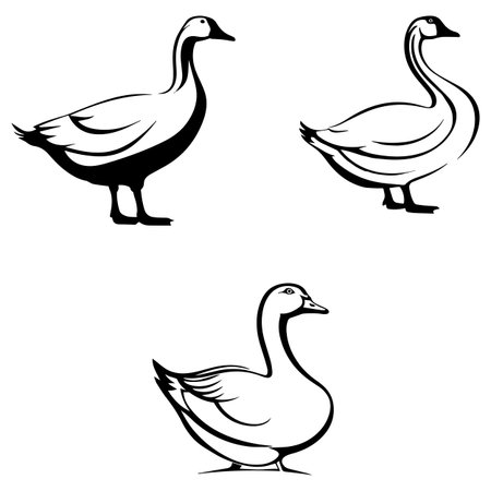 goose vector set isolated on white background. black and white illustrationのイラスト素材
