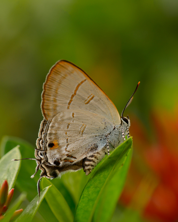 Beautiful wild colorful butterfly resting on gardenの写真素材