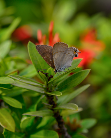 Beautiful wild colorful butterfly resting on gardenの写真素材