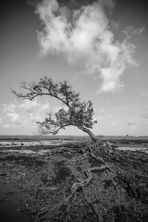 Blackwhite Panorama Photos at batam bintan island Indonesiaの写真素材