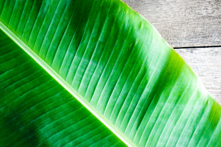 Banana leaf on wood backgroundの写真素材