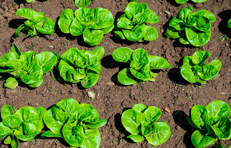 Close-up Fresh green lettuce in garden for healthの写真素材
