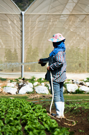 A gardener water lettuce in gardenの写真素材