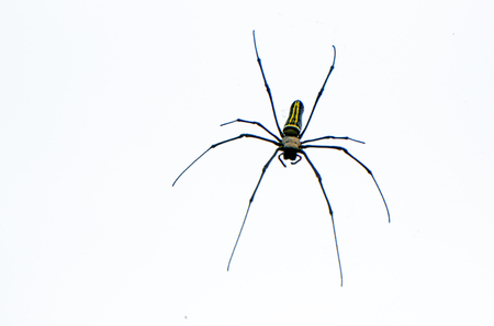 Big Spider on white backgroundの写真素材