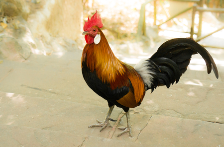 Cocks in Thailandの写真素材