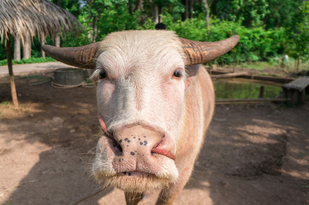 Pink buffalo in natureの写真素材