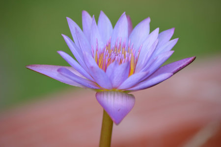 purple lotusの写真素材
