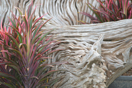 Plant and Woodの写真素材