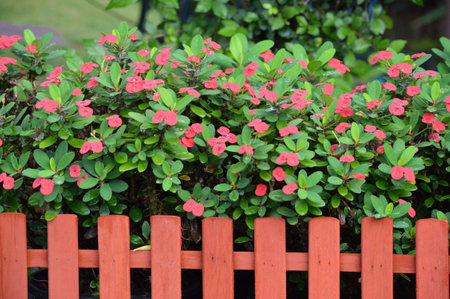 Crown of Thornsの写真素材